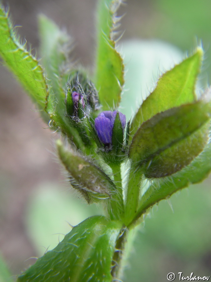 Image of Asperugo procumbens specimen.