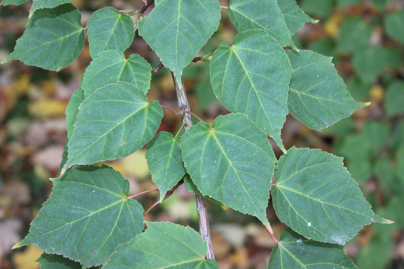 Image of Acer davidii specimen.