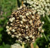 Allium cepa. Созревшее соплодие. Восточный Казахстан, Уланский р-н, с. Украинка, дачный участок. 02.09.2016.