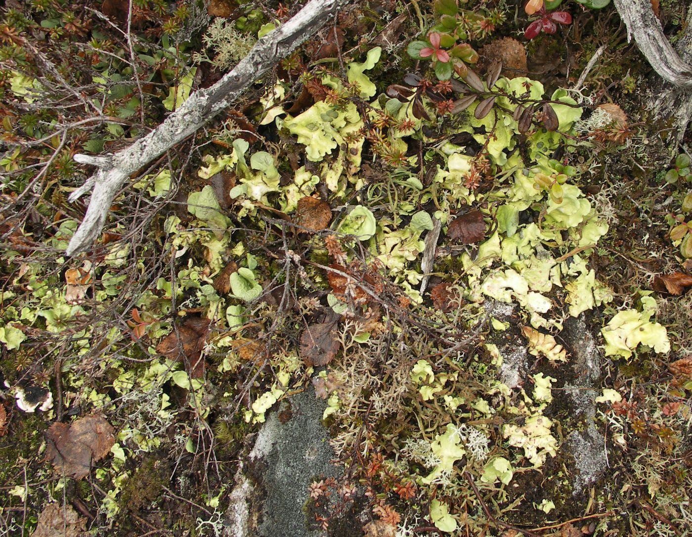 Image of Nephroma arcticum specimen.