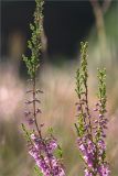 Calluna vulgaris. Верхушки цветущих веточек. Ленинградская обл., Лужский р-н, окр. оз. Лебевое, беломошный сосновый бор. 28.08.2016.