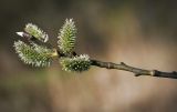 Salix caprea. Верхушка побега с женскими соцветиями. Пермский край, Добрянский р-н, одиночное дерево на суходольном лугу. 01.05.2016.