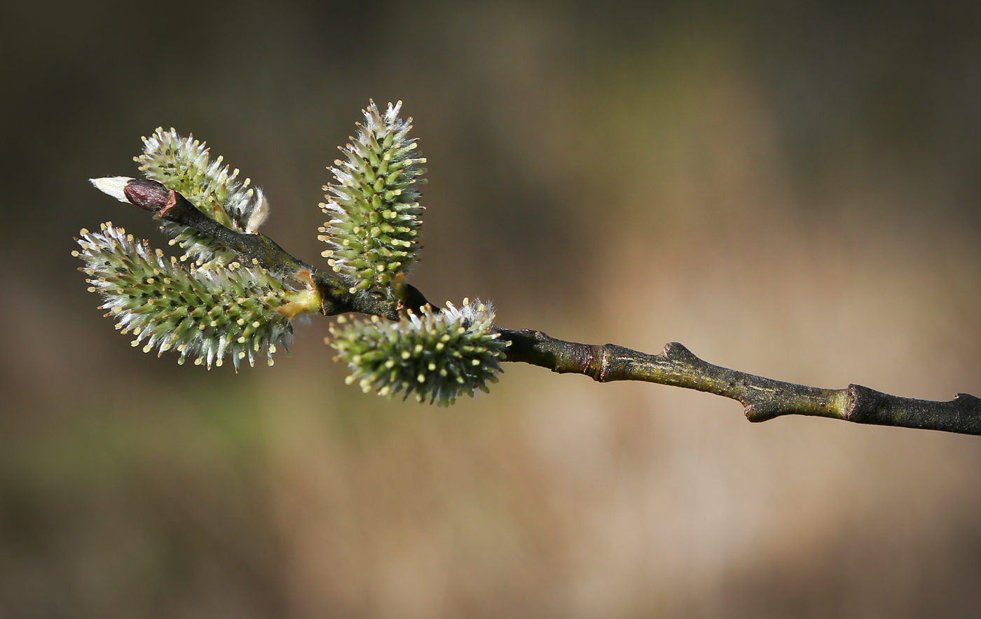 Image of Salix caprea specimen.
