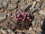 Douglasia ochotensis. Куртинка цветущих растений. Магаданская обл., окр. Магадана, пос. Снежная Долина, водораздел в бассейне р. Дукча, каменистое плато в горной тундре. 14.06.2010.