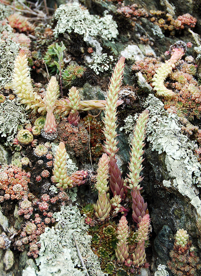 Изображение особи Orostachys spinosa.