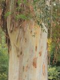 Eucalyptus viminalis