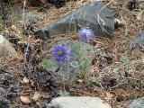 Pulsatilla regeliana