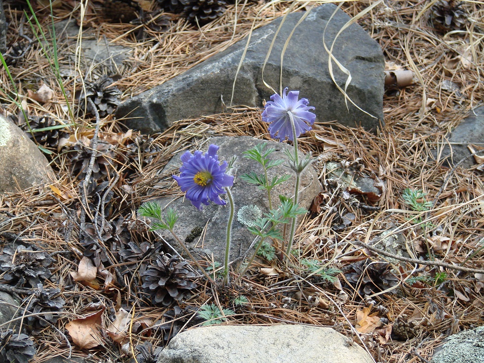 Изображение особи Pulsatilla regeliana.