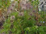 Pulsatilla multifida. Плодоносящие растения. Магаданская обл., окр. Магадана, бухта Гертнера, крутой скалистый склон над морем. 20.06.2009.