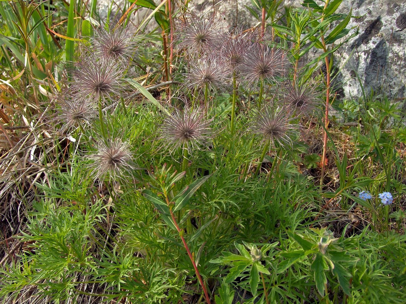 Изображение особи Pulsatilla multifida.