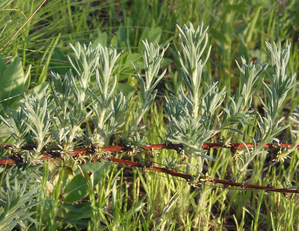 Image of Bassia prostrata specimen.