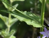 Campanula rapunculus