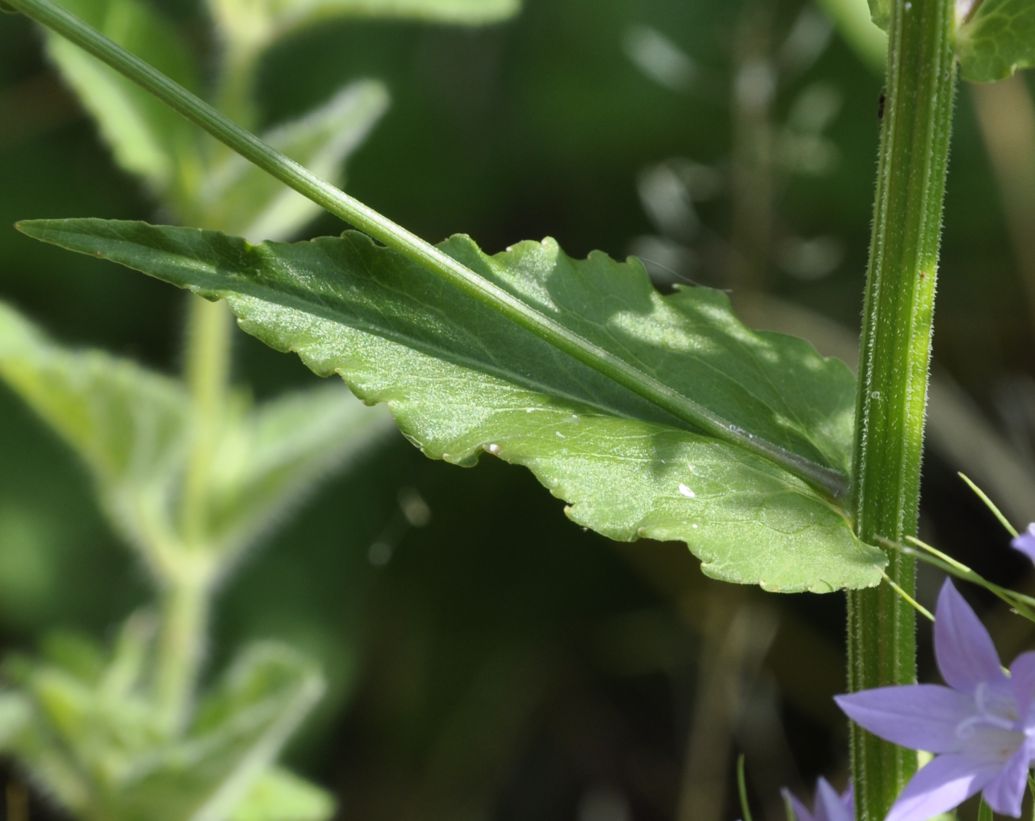 Image of Campanula rapunculus specimen.