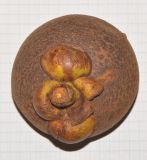 Garcinia mangostana