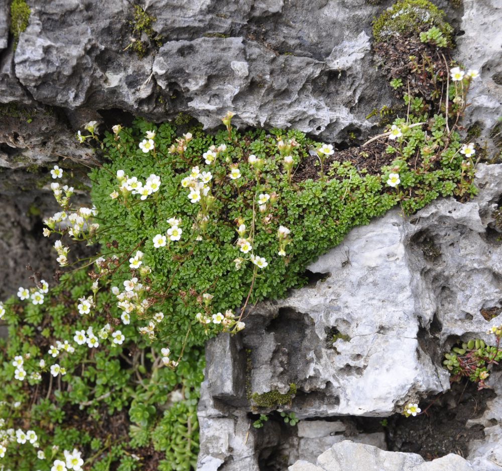 Изображение особи Saxifraga glabella.