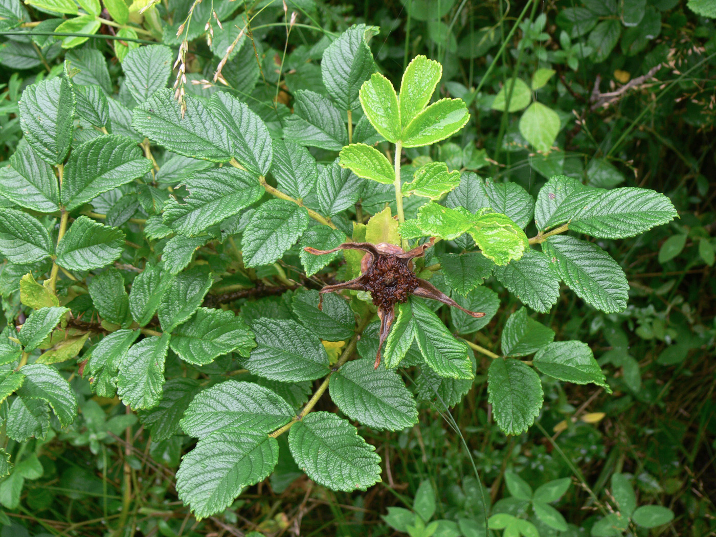 Image of Rosa rugosa specimen.