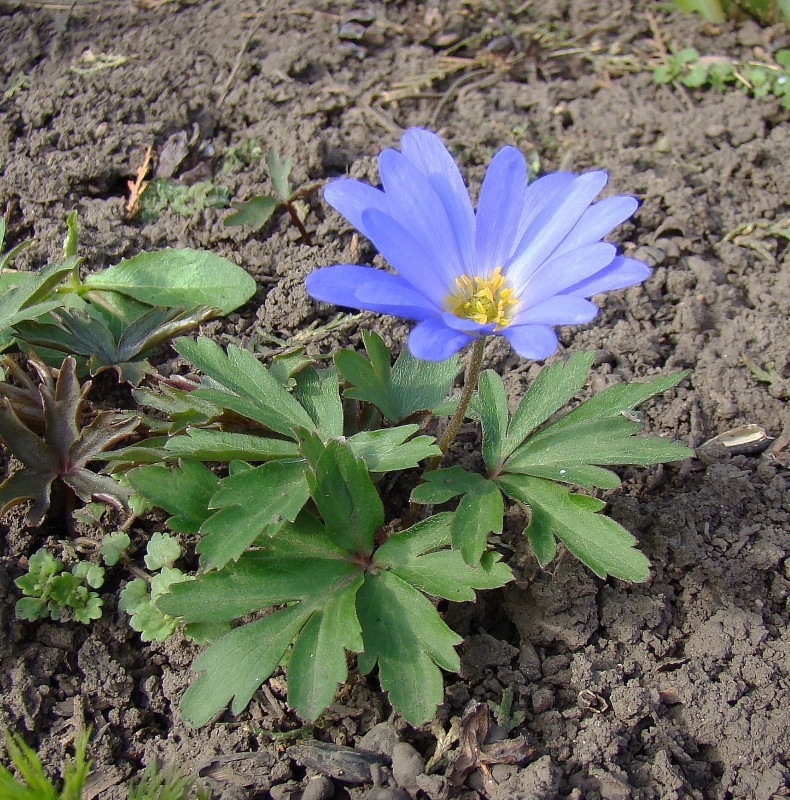 Изображение особи Anemone blanda.