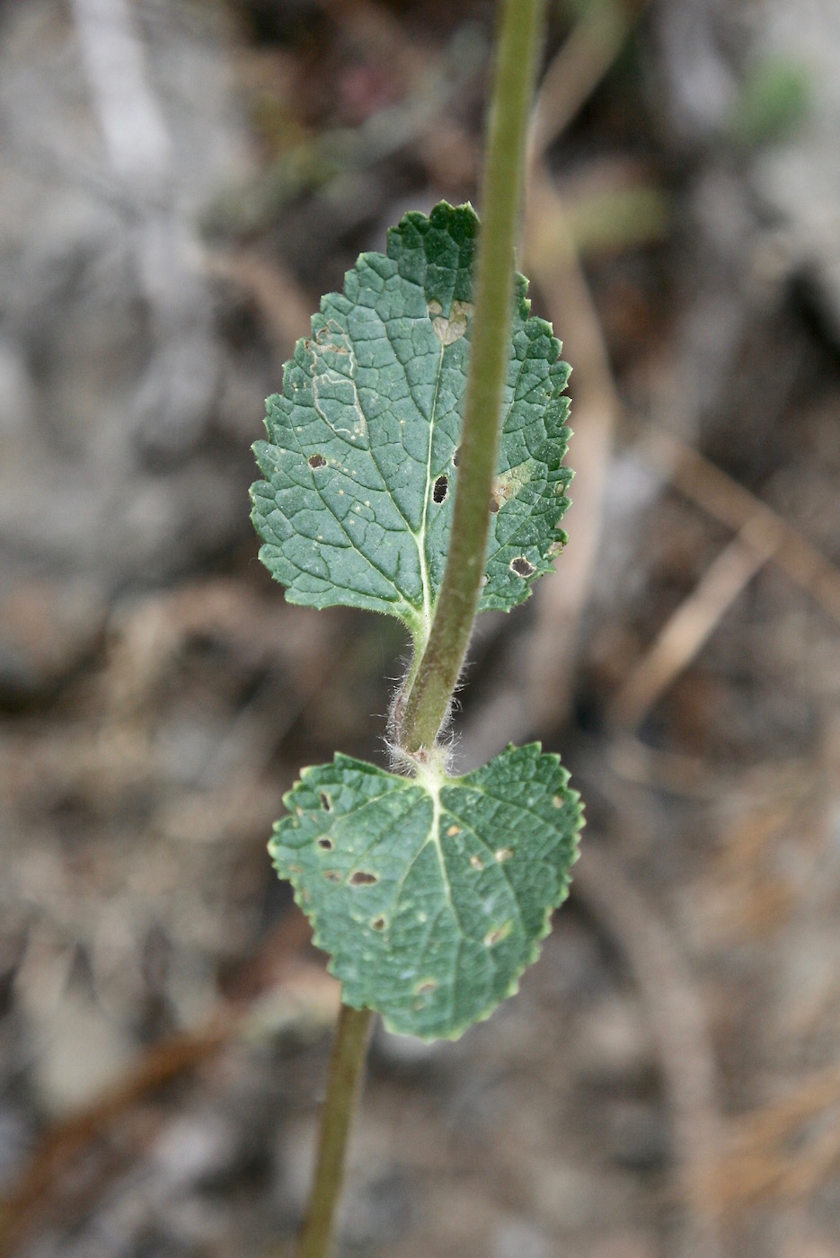 Изображение особи Phlomoides stellata.