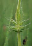 Valeriana amurensis