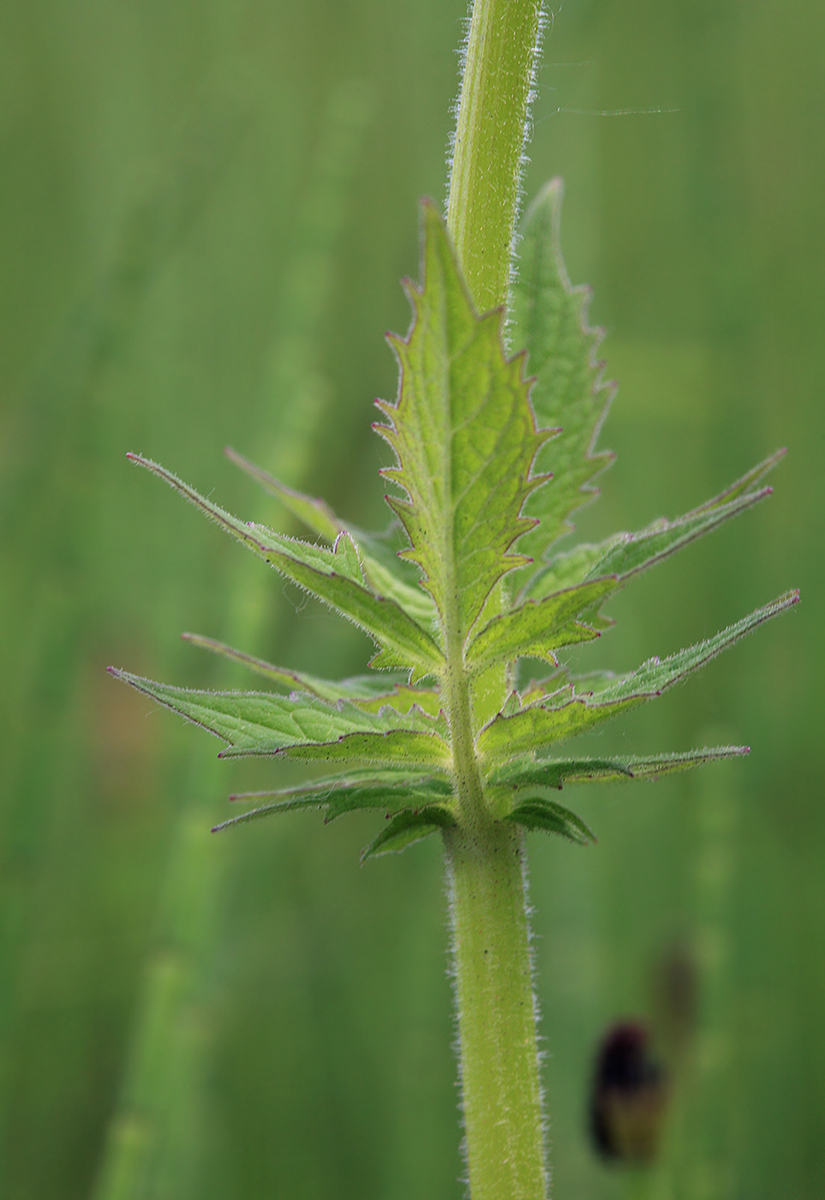 Image of Valeriana amurensis specimen.