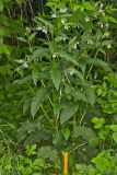 Symphytum × uplandicum. Цветущее растение. Молдова, Кишинев, Ботанический сад АН Молдовы. 19.05.2015.