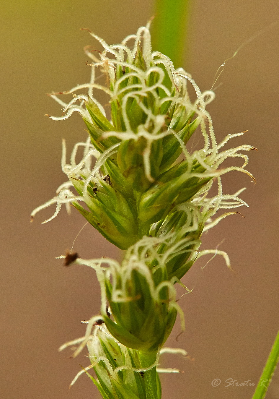Image of Carex spicata specimen.