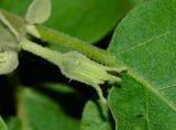 Image of taxon representative. Author is Татьяна Мальчинская