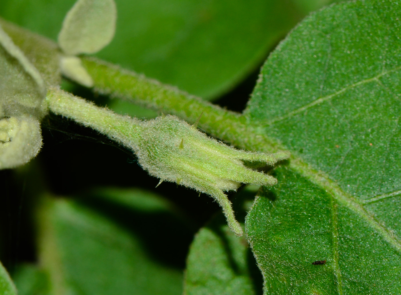 Изображение особи Solanum undatum.