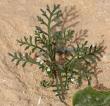 Carrichtera annua. Цветущее растение с завязавшимися плодами. Египет, окр. г. Эль-Дабаа, залежь. 10.03.2017.