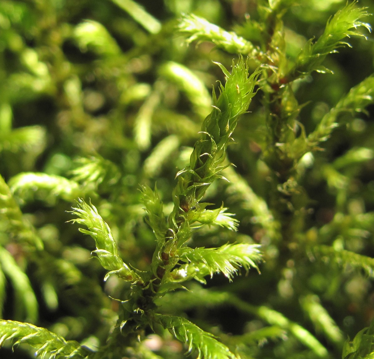 Image of Antitrichia curtipendula specimen.