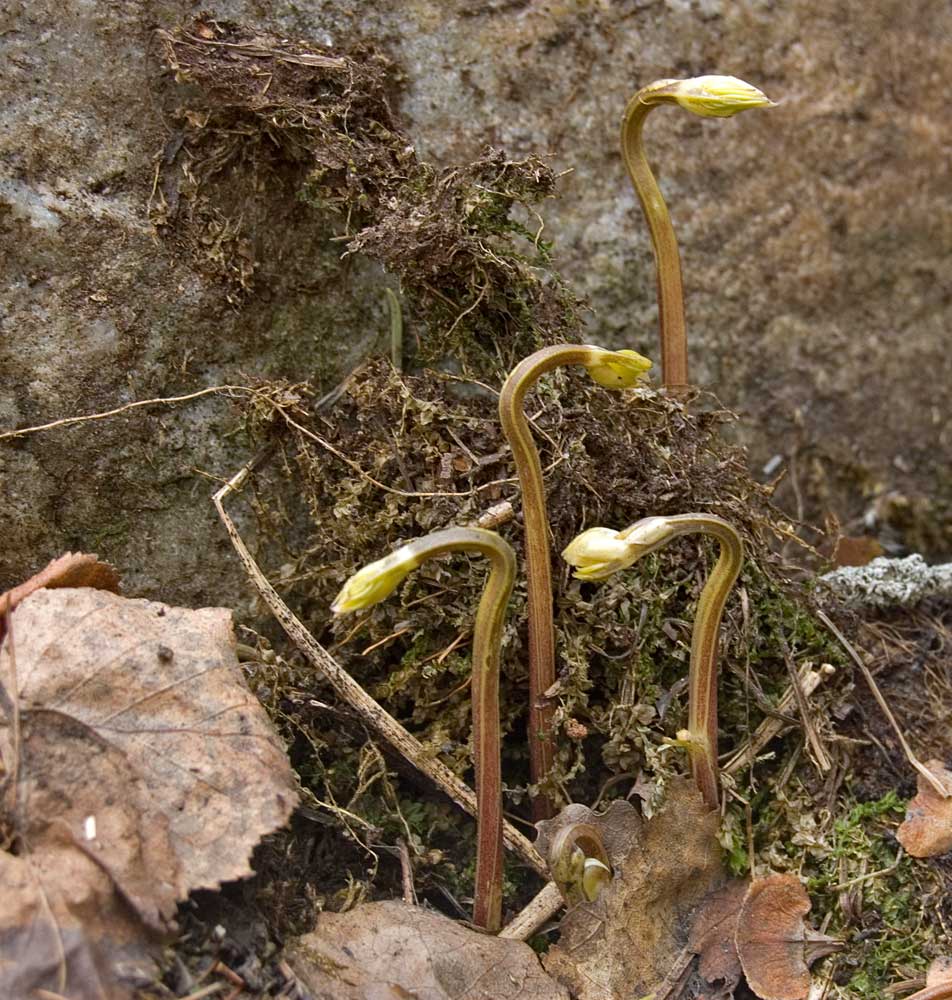 Изображение особи Lathyrus vernus.