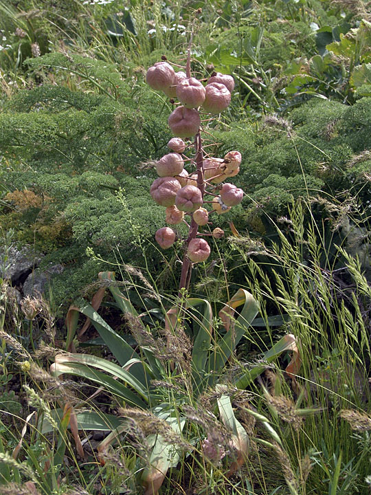 Изображение особи Eremurus lactiflorus.