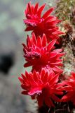 Borzicactus samaipatanus