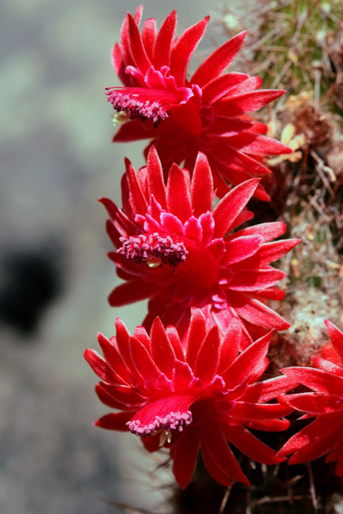 Image of Borzicactus samaipatanus specimen.