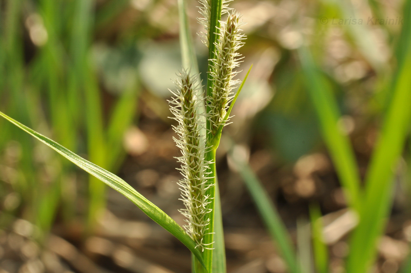 Image of Carex dispalata specimen.