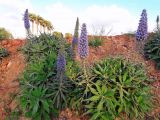 Echium acanthocarpum