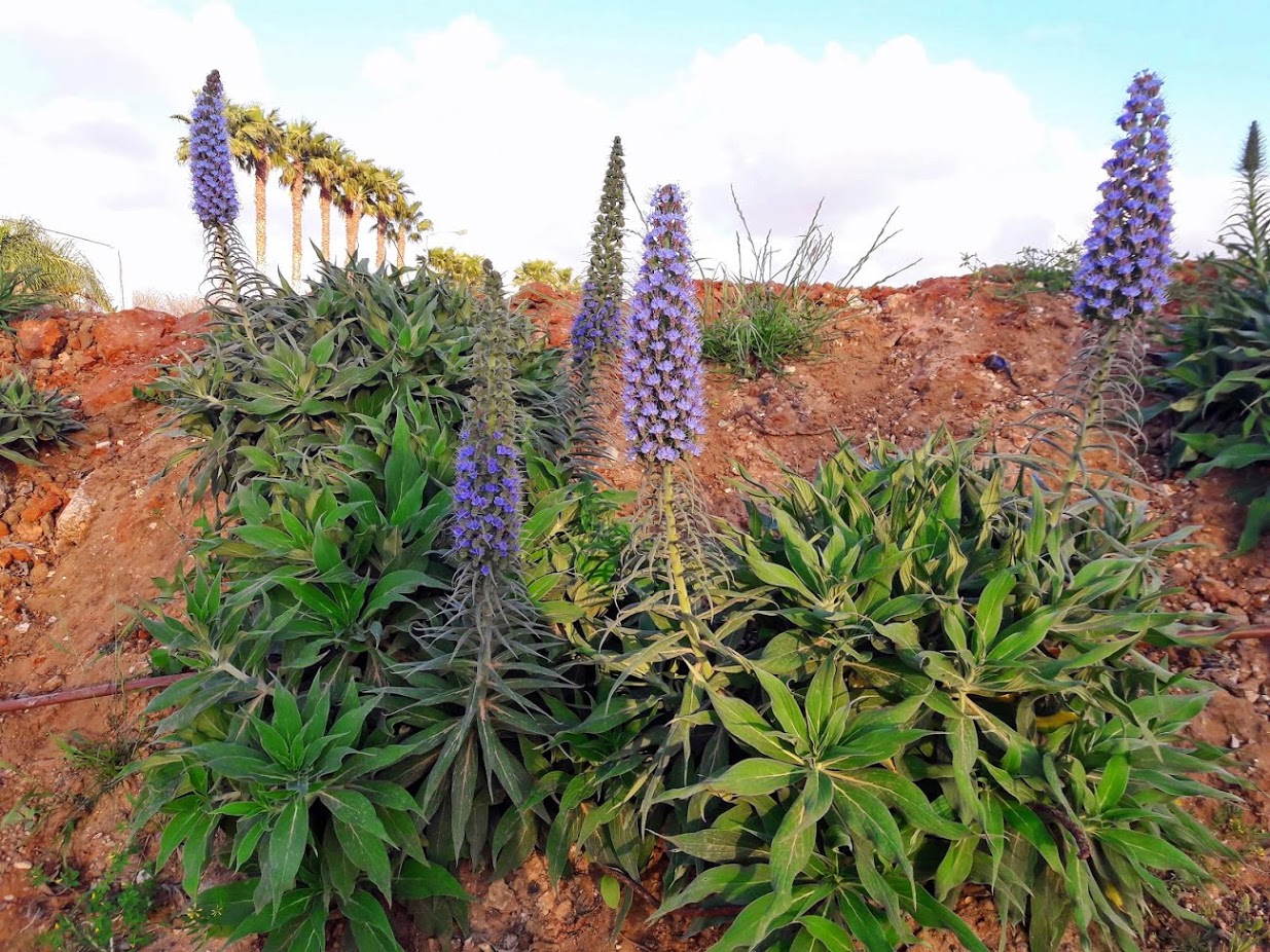 Image of Echium acanthocarpum specimen.