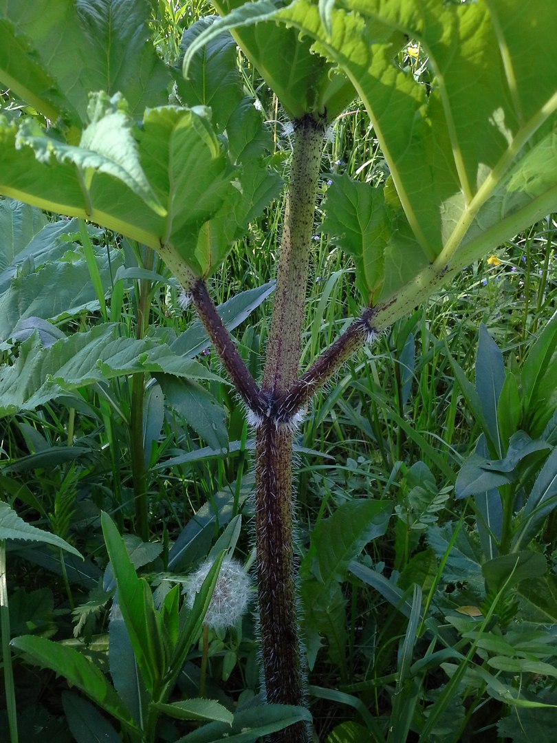 Image of Heracleum mantegazzianum specimen.