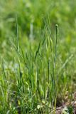 Phleum pratense