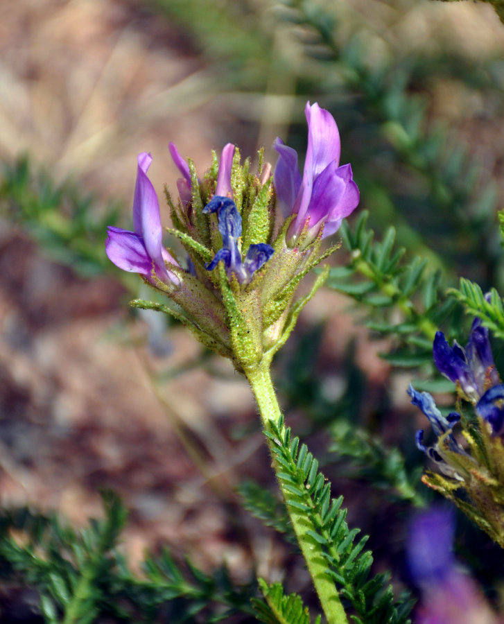 Изображение особи Oxytropis pseudoglandulosa.