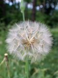 Tragopogon pratensis. Соплодие. Беларусь, Минская обл., г. пос. Мачулищи, заказник \"Соколиный\", сосновый бор. 01.07.2017.