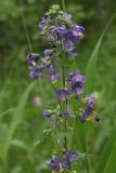 Polemonium caeruleum