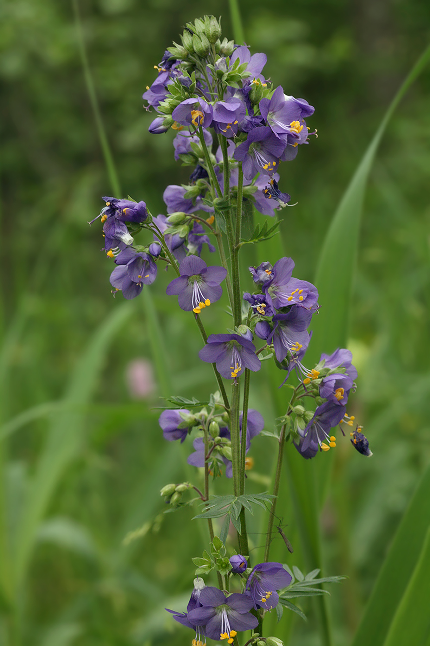 Изображение особи Polemonium caeruleum.