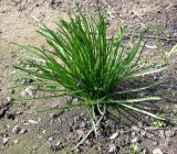 Ornithogalum kochii