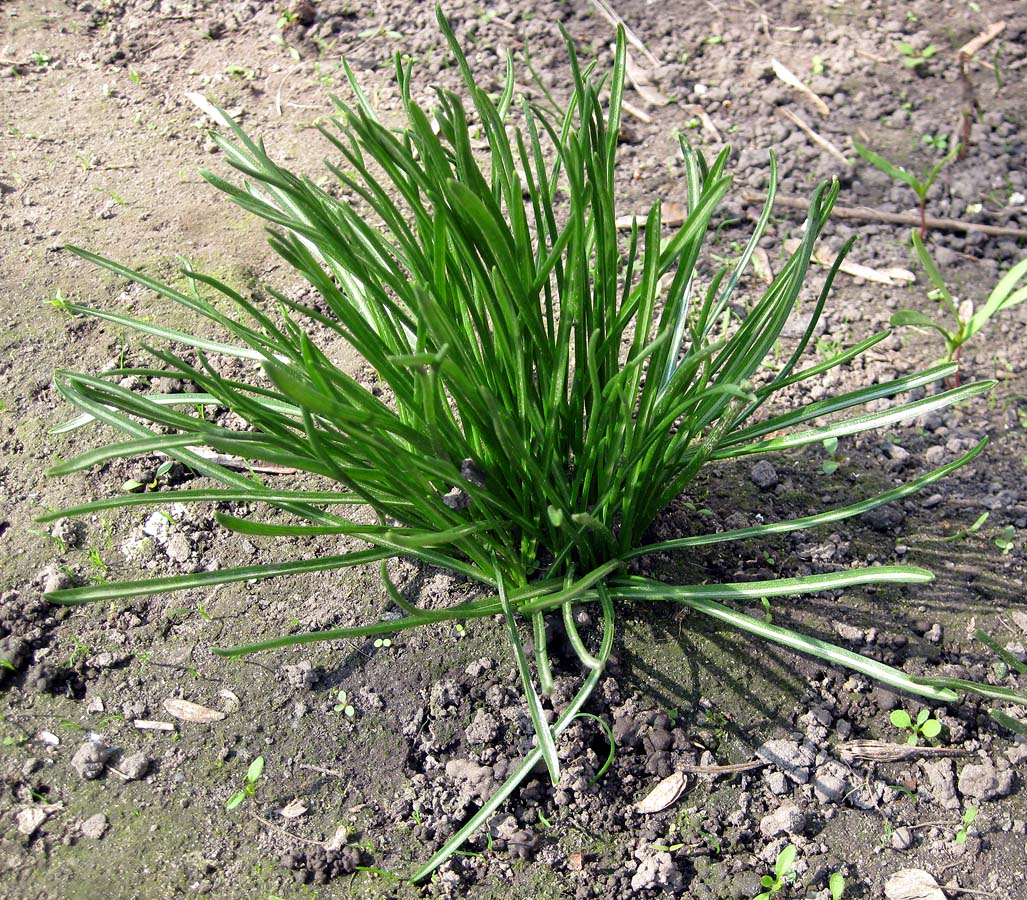 Изображение особи Ornithogalum kochii.