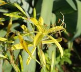 Asphodeline liburnica