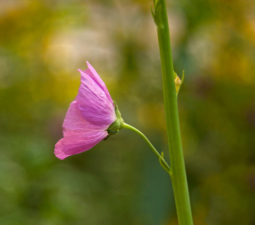 Изображение особи Sidalcea malviflora.