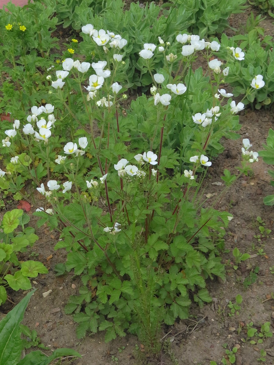 Image of Potentilla inquinans specimen.