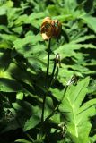 Lilium monadelphum. Верхушка плодоносящего растения. Карачаево-Черкесия, Тебердинский заповедник, хр. Малая Хатипара, луг близ верхней границы лесного пояса. 13.07.2017.