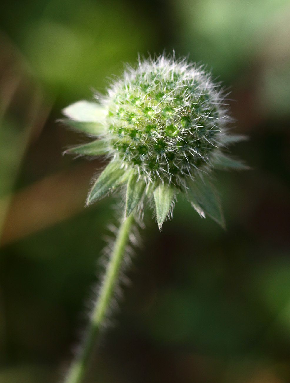 Image of Knautia arvensis specimen.